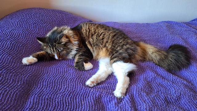 Symphonie, a long haired tabby and white cat, is sleeping on a purple blanket.

Symphonie, un chat à poils longs tabby et blancs, dort sur un couvre-lit violet.