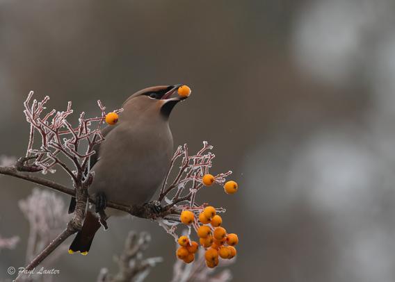 waxwing eating a berry on a frosty  tree