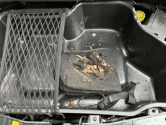 Das lokale Eichhörnchen hat den Haselnussvorrat in der Frontgepäckablage eines Fiat 500e abgelegt.