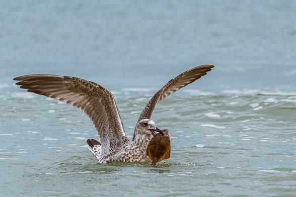 Black-backed gull in the water at sea with wings spanned and holding a flounder in the beak