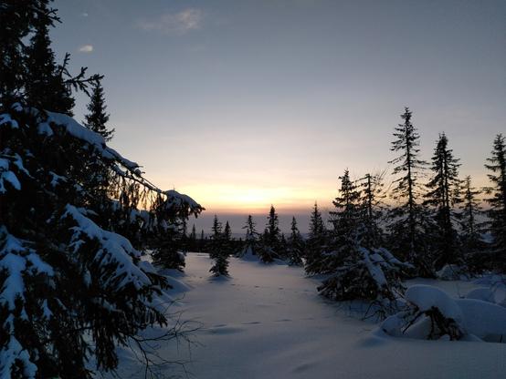A winter landscape with a low hanging sun. There is a view over a flat highland, with snow covered evergreen trees scattered about. A hare has left its tracks in the snow.