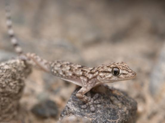 A small moorish gecko with white, grey, and brown spots on a rock wall.