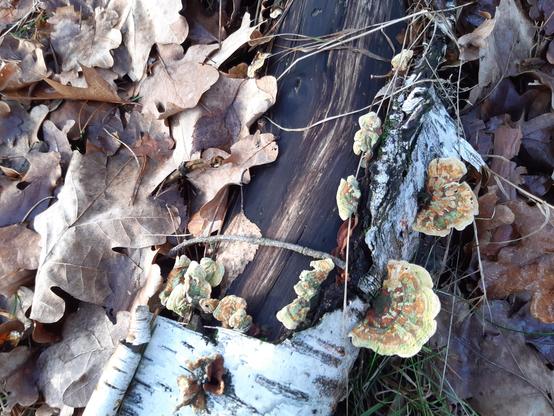 Ein Stück Birkentotholz darauf Pilze mit brauner, grüner und orangener Maserung auf hellem Grund
