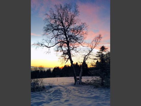 A birch tree photographed in the sunset of December 22 2014, at a quarter past three. The tree is divided in two parts: The left half appears healthy (by the standards of winter), whereas the right half has been broken off but it is still sprouting and will appear green in spring.