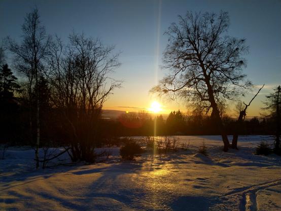 A birch tree photographed in the sunset of January 8 2020, at a quarter to three. The right half of the tree is now completely dead, but the left half still appears at good health.