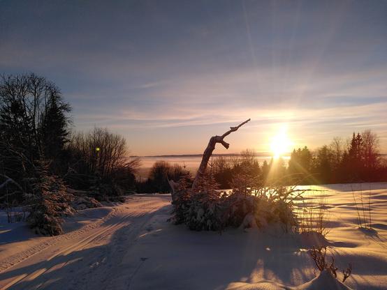 The remains of an old birch tree, photographed in the sunset of December 26, 2023 at half past two. The main part of the tree is now completely gone, and the tree is dead with the exception of the micro-organisms living inside of it.