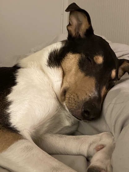 A sleeping smooth collie, white/light brown/dark brown. He is very cute