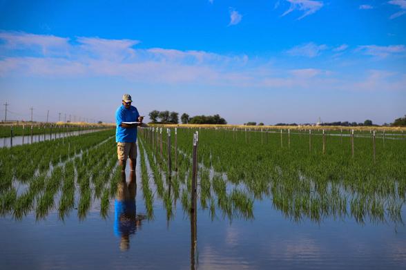 photo - farming - rice - flood irrigation - California