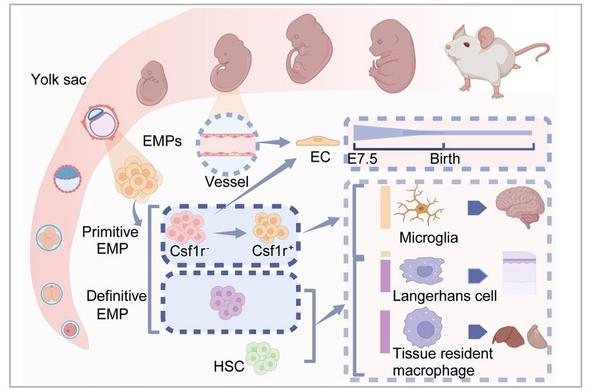 Graphical abstract of Zhao et al. depicting their findings about which progenitor populations contribute to microglia, Langerhans cells, and other tissue macrophages