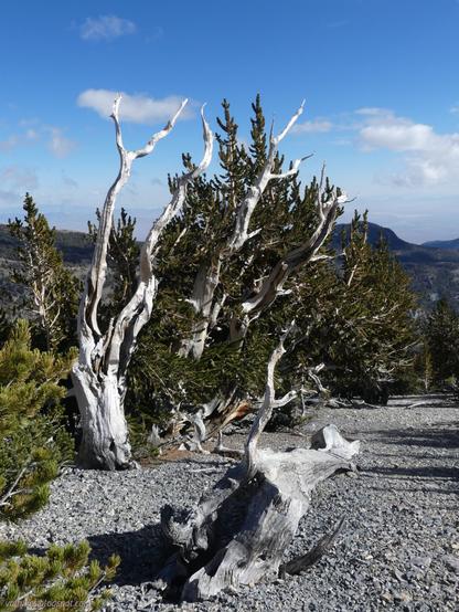 Bristlecone pine trees. Someone knows how old this tree is. Maybe just 1000 or so. Bleached trunks stick up into the sky in points surrounded by the still living branches.