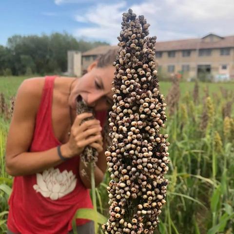 raccolta del Sorgo