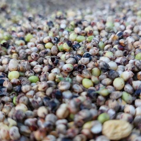 Sorgo