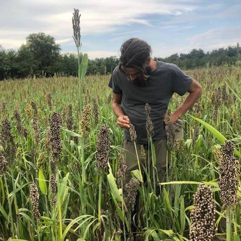raccolta del Sorgo