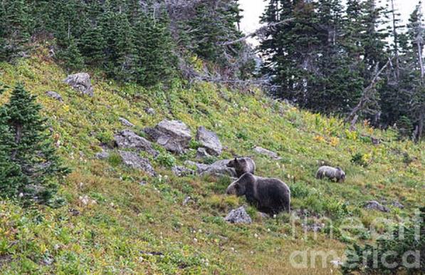 Logan Pass Grizzly Bears Glacier National Park Logan Pass Grizzly Bears Glacier National Park

As we started our hike on Highline Trail, we saw this momma grizzly and two of her babies. This was right at the Logan Pass Ranger office and parking area. This was adorable and also extremely scary all at the same time. I do not toy with grizzlies. It turns out, this was an omen of things to come.

https://fineartamerica.com/featured/logan-pass-grizzly-bears-glacier-national-park-wayne-moran.html

See more:
https://waynemoranphotography.com/blog/hiking-highline-trail-the-number-one-trail-in-glacier-national-park/

https://waynemoranphotography.com/blog/hiking-highline-trail-glacier-national-park-grizzly-bear-encounter/

Top 16 Tips for Driving Going to the Sun Road Glacier National Park

https://www.WayneMoranPhotography.com/blog/top-16-tips-for-driving-going-to-the-sun-road-glacier-national-park/

#LoganPass #HighlineTrail #grizzlybears #GlacierNationalPark #Glacier #Montana #Nature #Mountains #Hiking #Getoutside #travel #travelphotography #landscapephotography #buyintoart #Ayearforart
