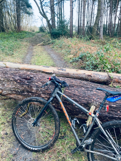 A bike in front of some felled trees.