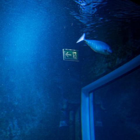 Blick in ein großes Aquarium. Alles ist blau getönt. Rechts sieht man eine weitere Scheibe in ein anderes Aquarium. Oben rechts schwimmt ein Fisch. Links neben ihm sieht man ein grünes Fluchtwegschild mit einem Symbol einer rennenden Person. Das Schild ist eine Spiegelung in den Scheiben.