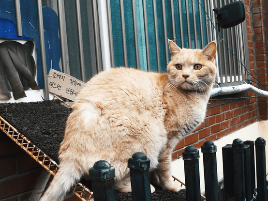 A cat that looks around before entering the house.