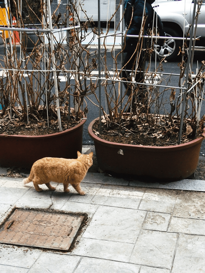 a Yellow stray cat trying to cross the street to avoid human.