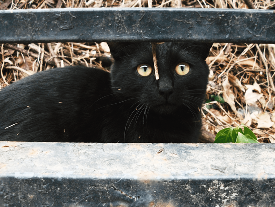 Over the fence, a black kitten is staring straight ahead.