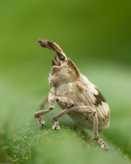 A brown and cream weevil with its snout in the air on a green leaf