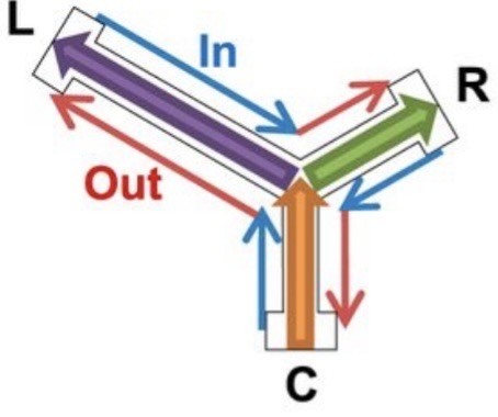 Schematic of the maze with 2 short arms and 1 long arm meeting in the middle, source: Wu & Foster 2014
