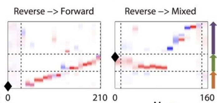 2 example replay events decoded, one of them does a reverse trajectory from one short arm end to the choice point then a forward trajectory up to the end of another short arm; the other does a reverse trajectory from short arm end to choice point then a “mixed” trajectory along the long arm