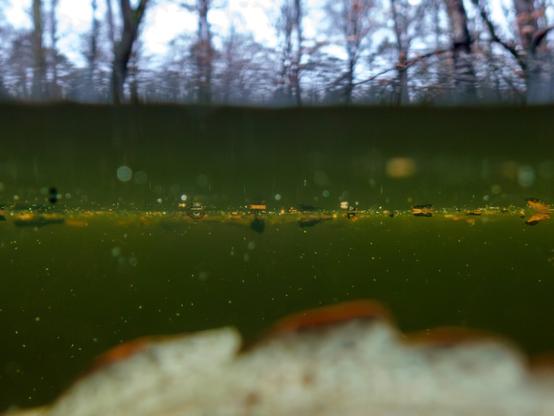 Underwater shot in green murky waters. There are some things floating in the water. Above the water level you can surmise the forest.