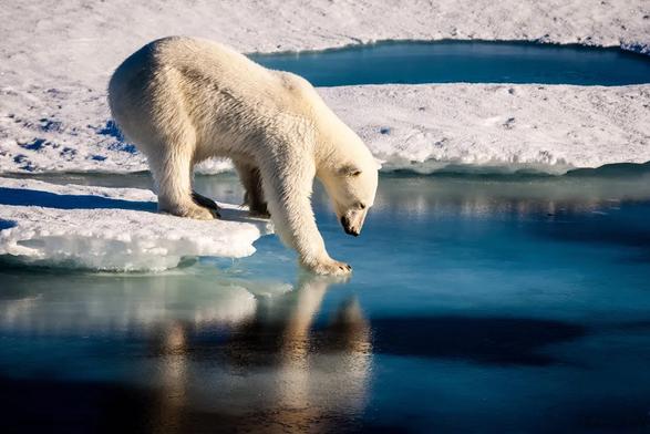 photo - polar bear dipping a paw into water off an ice floe