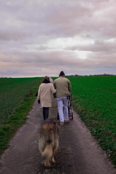 leonberger Hund geht im Feld hinter einem Mann der einen Kinderwagen schiebt und neben ihm läuft die erwachsene tochter