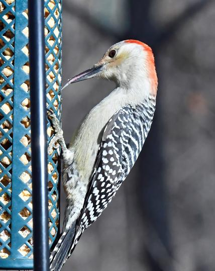 The female red bellied woodpecker is a frequent visitor to the suet nugget feeder. Here you can glimpse her long pink tongue as she licks up suet crumbs.