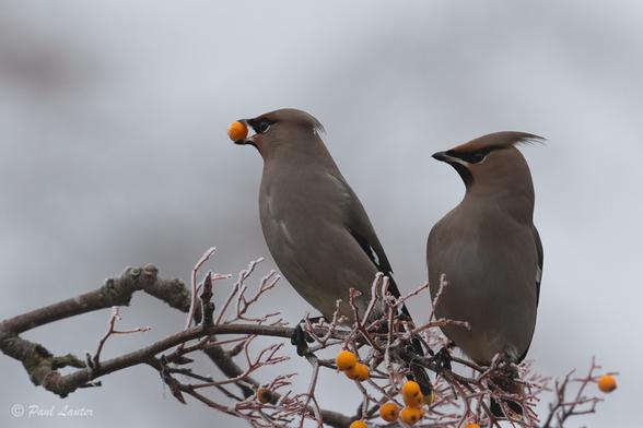 Two Waxwings, one with a berry in its beak