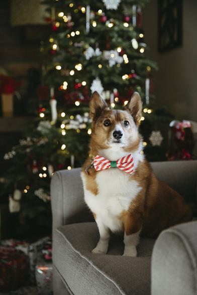 Christmas Marathon 2022
South Lake Tahoe + Reno
<a href="http://www.photolauren.com" rel="noreferrer nofollow">www.photolauren.com</a>