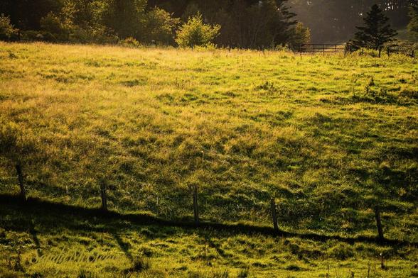 Warm lighting on a farm field with a fence running through it left to right and a gate in the background.