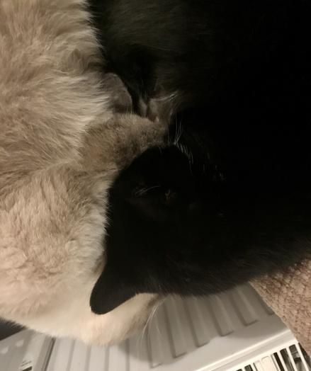 Eine cremefarbene und eine schwarze Katze liegen Bauch an Bauch aneinandergeschmiegt auf einem Sessel und schlafen tief und fest. Man kann kaum erkennen, wo die eine Katze aufhört und die andere anfängt. Man sieht, wie weich das Fell ist.