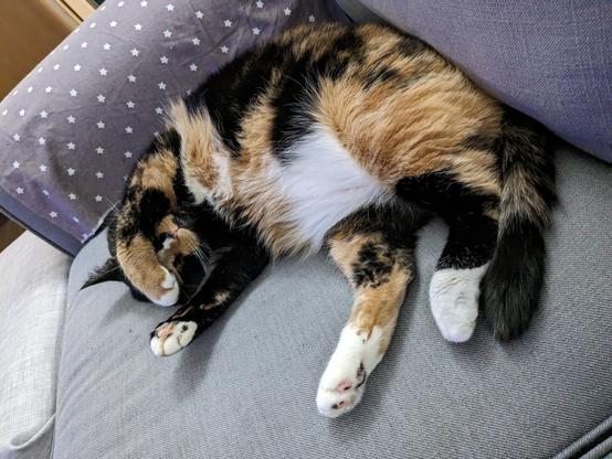 calico cat lying on the corner of the couch. gray couch on the background. she's cozy and in a circle position, her front paw close to the head and one of the back leg streched out