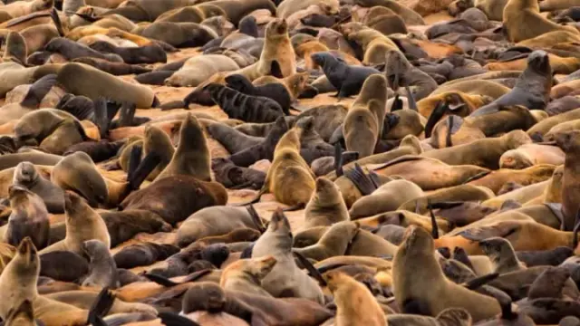 A writing mass of sealions forming a carpet that completely covers the ground.