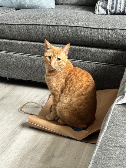 Mango sitting on top of a shopping bag