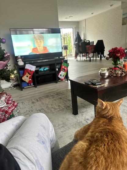 Mango laying down next to me in the couch, while watching Spring Day with Namjoon on the TV