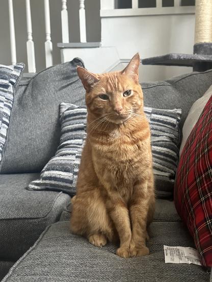 Mango sitting gracefully on top of my gray couch