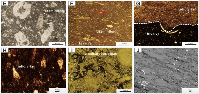 photos of rocks containing various small fossils