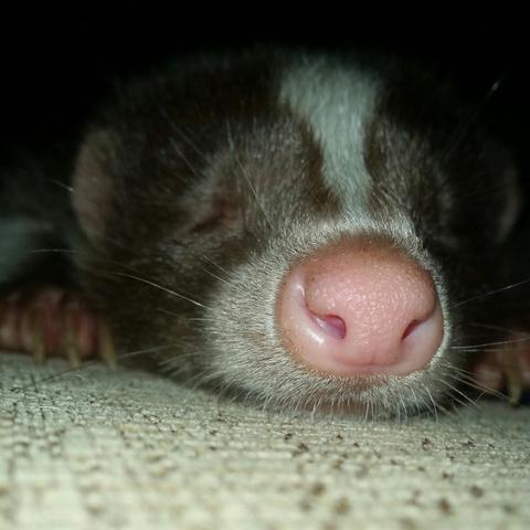 A skunk! Or two, or more, who knows!
