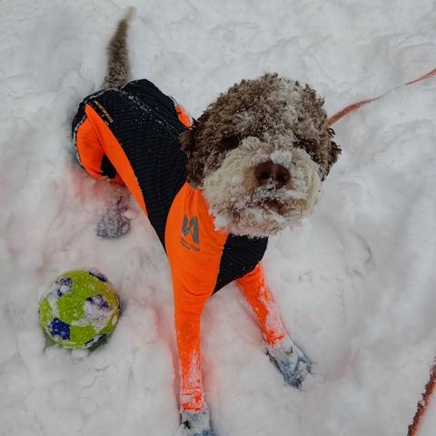 Ein krøllete hund i svart og oransje kondomdrakt sit i snøen og ventar spend på at fotografen skal kaste den vesle fotballen som ligg like ved. Andletet til hunden er fullt av snø.