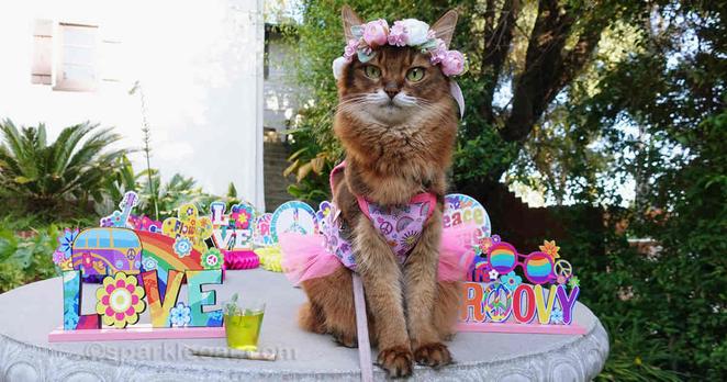 A cat dressed up in a bunny costume sits on a table.
