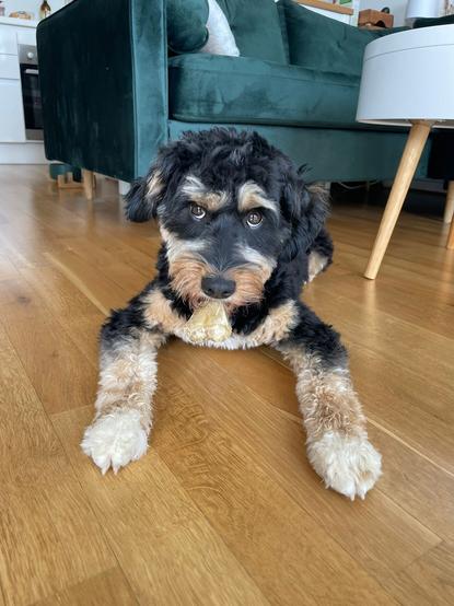Ein schwarz-hellbrauner Hund liegt auf einem Holzboden.