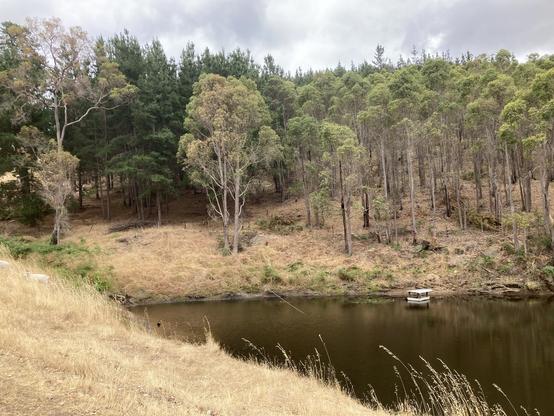 An Australian dam in summer, water level low and very brown-looking, lots of pale dead grass about, gum trees on the hill behind. There’s a duck house with a tin roof floating on the dam. In the photo is a white goat (Delta), a black duck (Fee), and a brindle dog (Crystal). The first two are pretty easy to see, but the dog blends in