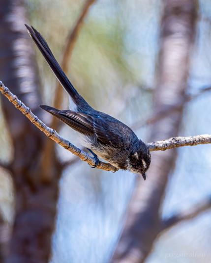 Grey fantail, Rhipidura albiscapa, looking down from its perch on a stick.