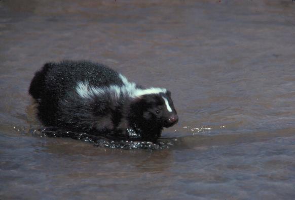 A striped skunk in water
