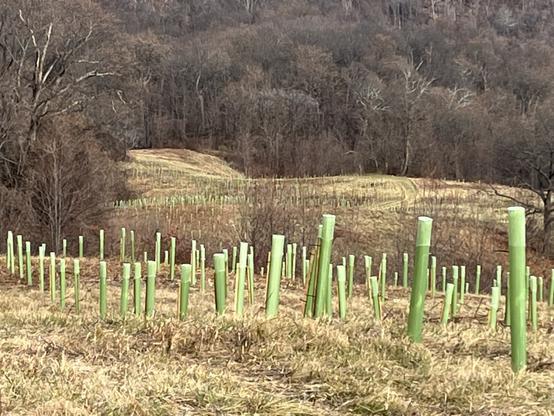 Close-up of green tree tubes in the foreground, sloping down to a distant plateau with still more tree tubes on the slope, ending at the edge of a forest.