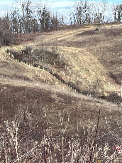 Seen from a distance, a view of tree tubes spilling down a slope into a ravine around a stream. It's hard to see the stream from here, it's a dark line, which is also defined by an old cattle fence that kept the cows out of the stream.