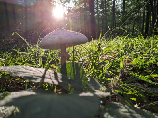 Foto von einem Pilz im Wald. Aufnahme von der Froschperspektive, direkt vor dem Pilz. Über dem Pilz scheint die untergehende Sonne durch die Bäume. Um den Pilz herum wächst Wildgras. Ein Spinnennest hängt zwischen den Grashalmen und dem Pilz.